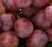 Resveratrol 
